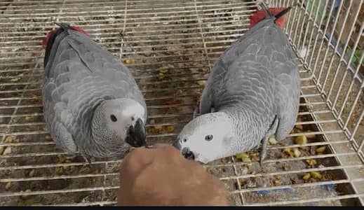African Gray Parrot Male Female