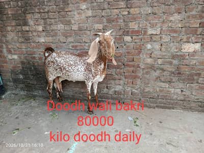 Makhi cheeni bakri, breeder ,bachy