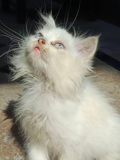 Persian white kitten