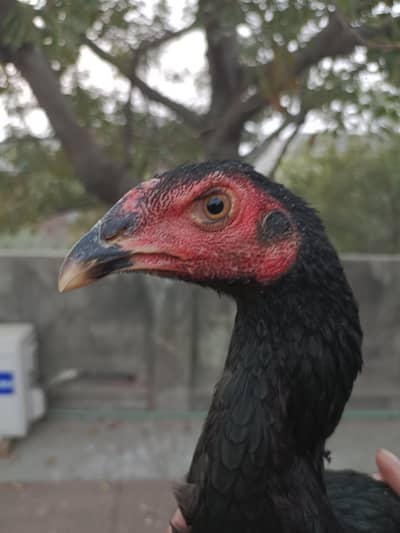 Pure Panus Pakoye Pathi Age 5 months