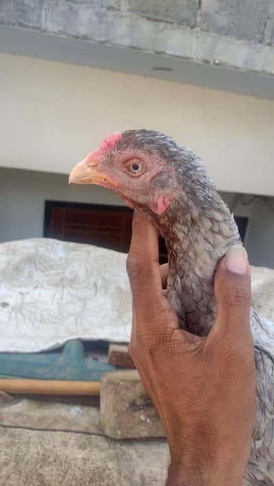 Saleti Female +Thai Mushka Male