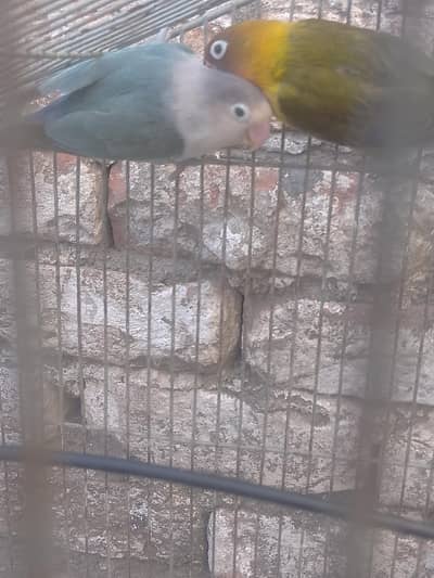 4 female lovebirds for sale