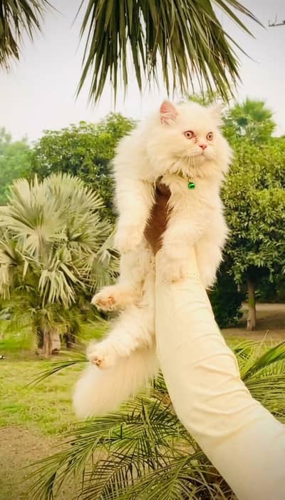 Beautiful lovely cat