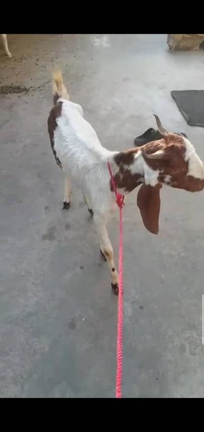 4 Dant Bakri price final no bargaining