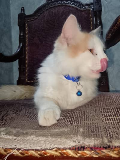 Persian cat