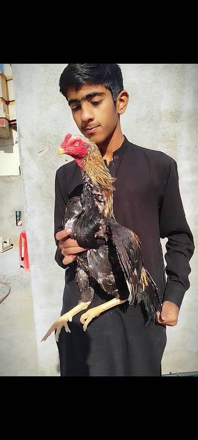 Aseel pair for sale