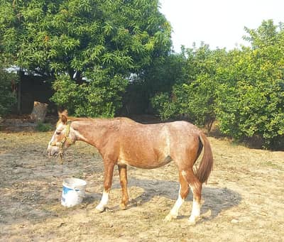Afganhi Ghori