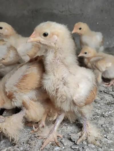 buff chicks