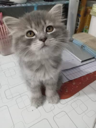 Grey Persian Kittens