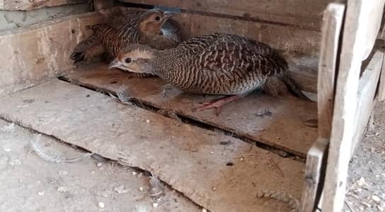 teeter 2 breeder female 03133213122