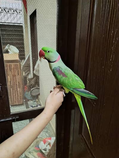 Kashmiri Raw Parrot Full Hand Team