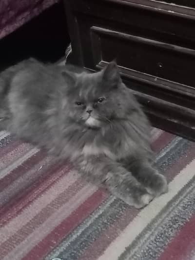 I want to sell my Persian cat
