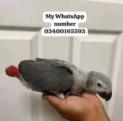 African grey parrot cheeks for sale