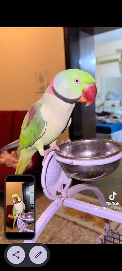 kashmiri raw parrot
