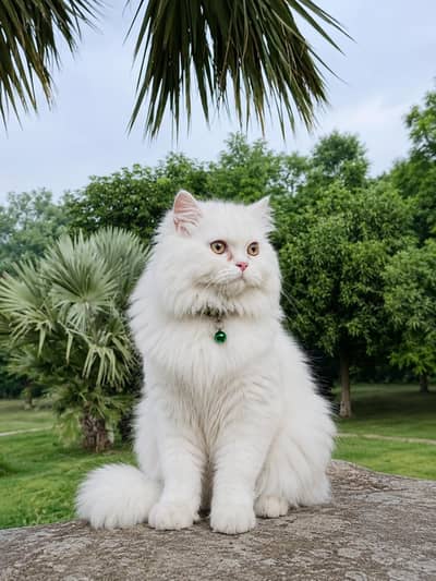 Beautiful lovely cat
