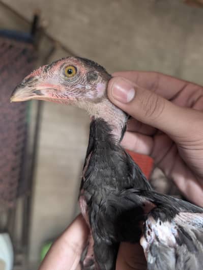 Imported Thai Black Mushka Aseel Patha - 2.5 Month - Kali Khushk Nali
