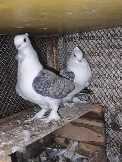 sentient pigeon