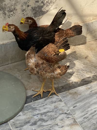 Desi Chicks for sale