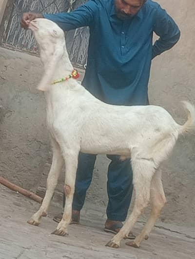 Rajanpoori Bakra sale
