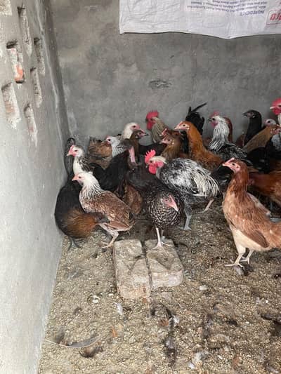 fresh starter hens