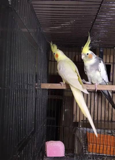 cocktail pair