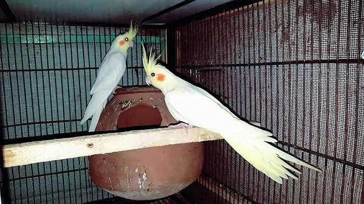 cocktail pair 1
