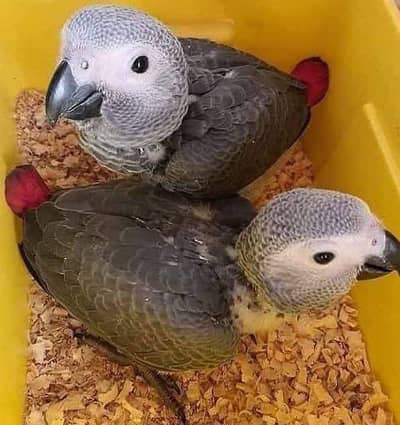 African Gray Chicks Male Female