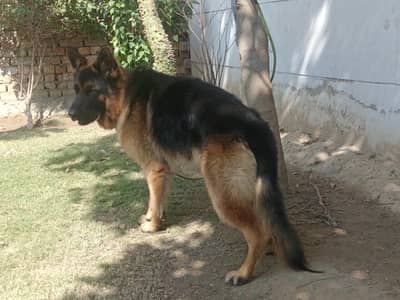 orignal pink pedigree German shepherd