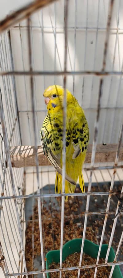 Lemon TCB Split Hogoromo (Under king size)