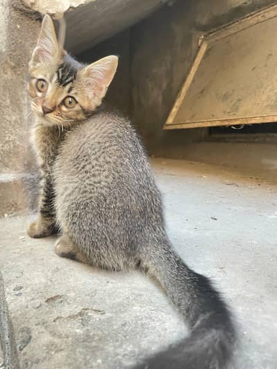 Persian Multi-coated kitten for sale