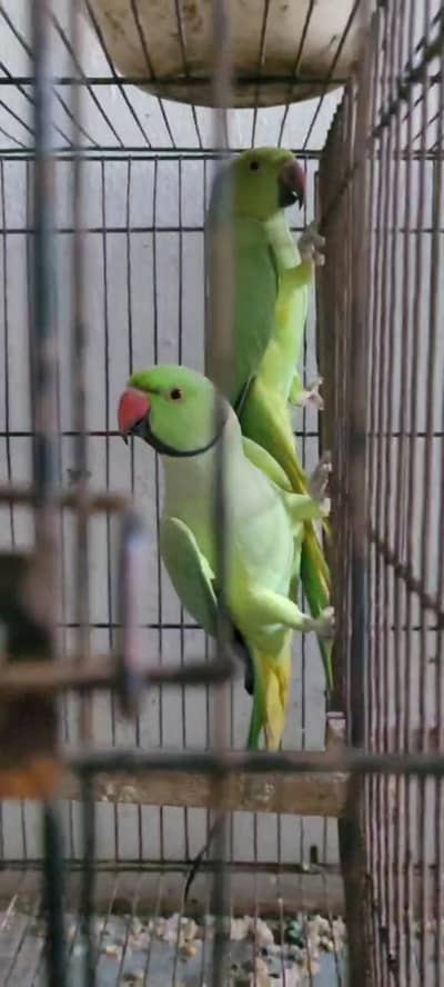 Green pair r ik female extra