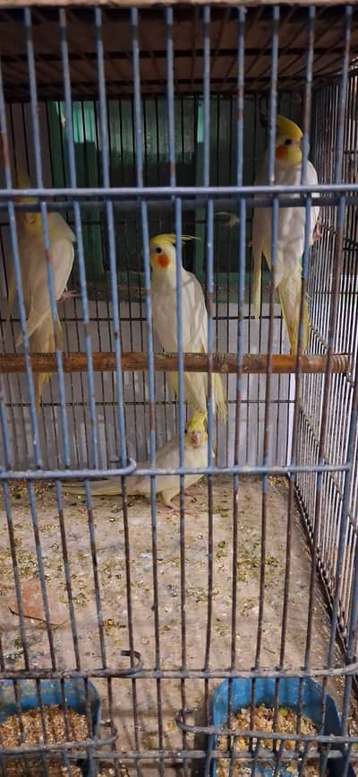 cookatiel for sale
