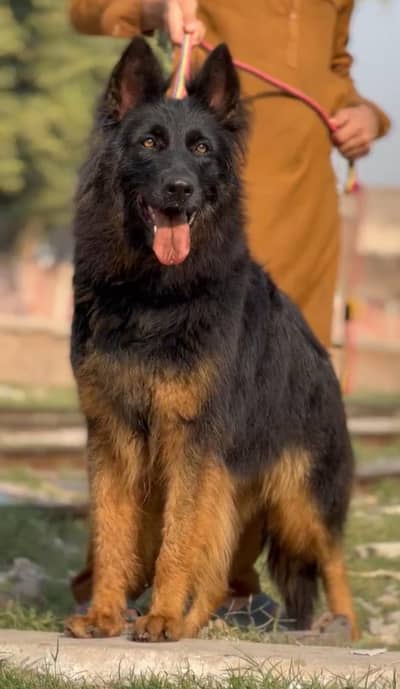 3ple cout confirm breedar king shepherd big size female age 16month sa