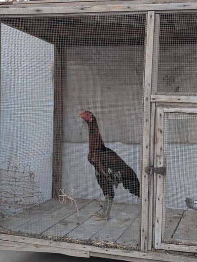 ASEEL HEN AND MISRI ROOSTER FOR SELL