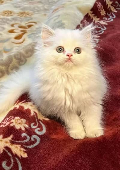 Persian cat 5 month age vaccination related triple code