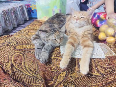 Persian Brown And Grey Cat for Sell