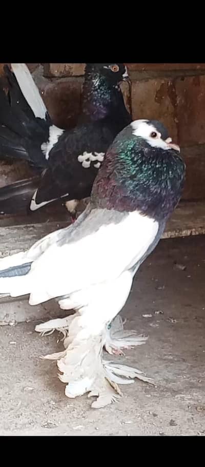 blue magpai reversing puter male young