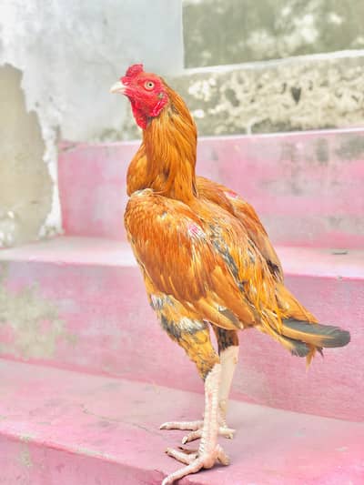 2 Pure Desi Aseel Murgay For Sale - Ghar Ke Palay