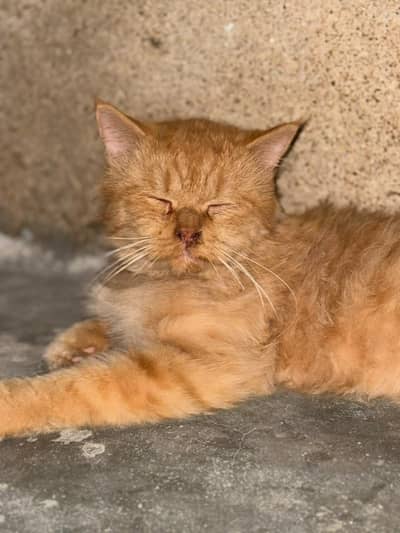 Persian cat