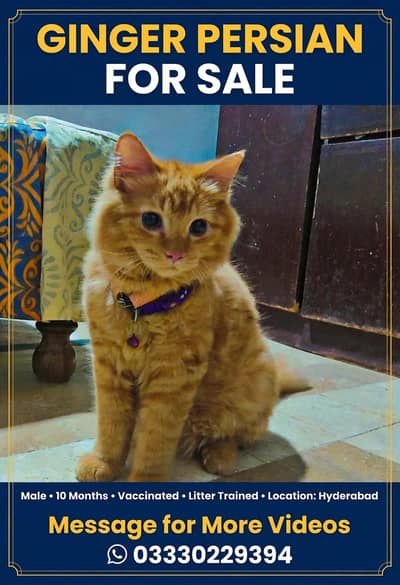 PERSIAN CAT AVAILABLE FOR SELL