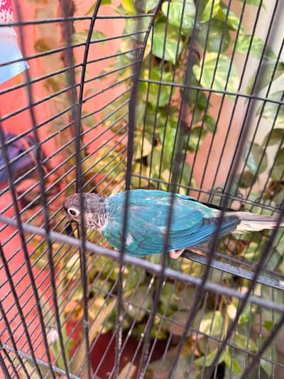 Blue Turquoise Conure Female With DNA