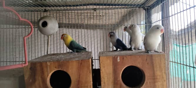 Lovebirds For Sale