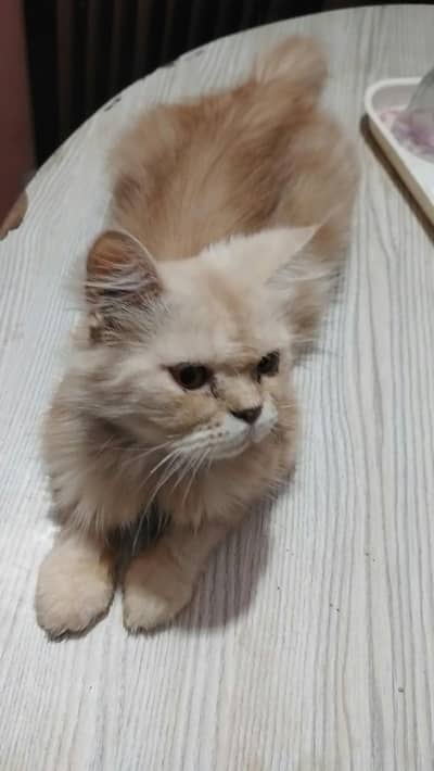 cats sale