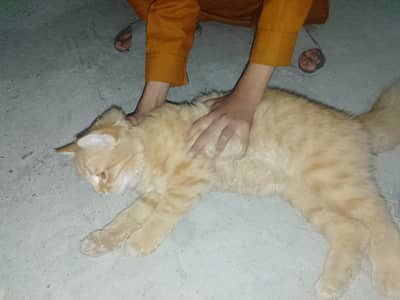 cute Persian kitten for sale. white. healthy& playfull