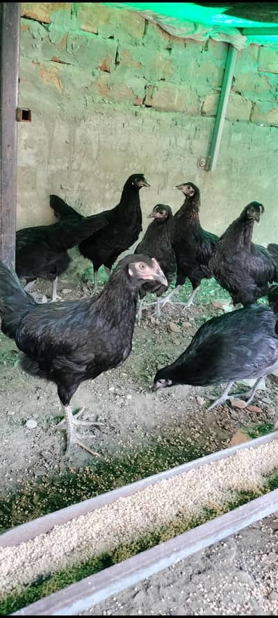 black Australorp pathian foresale pr pic 1400