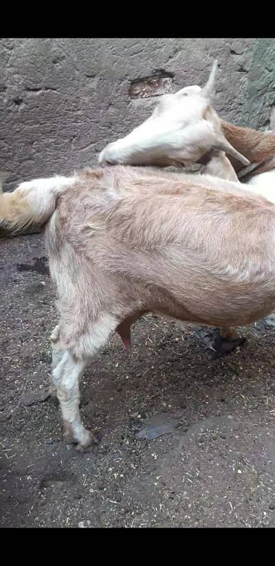 bakri sath m female