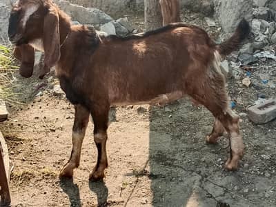 Desi nagra (khira) bakra