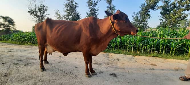 Sahiwal Nasal - Doodh wali Cows & Gabban Cows