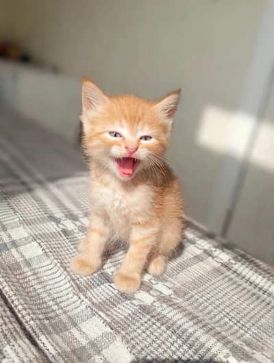 Persian kitten