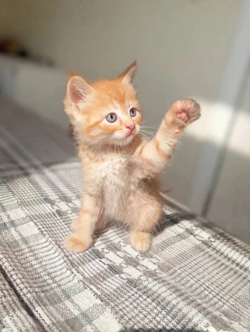 Persian kitten 1